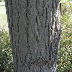 Tilia 'Euchlora' (Crimean Linden), bark, trunk