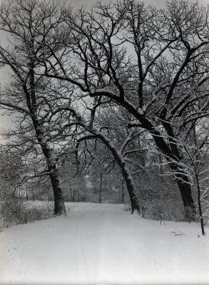 Forest Road in winter with bur oaks arching over road return