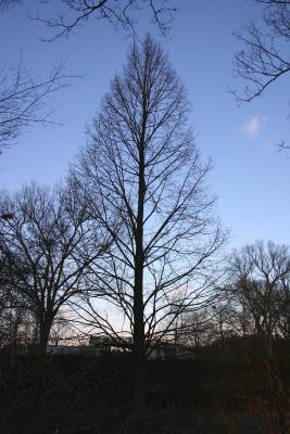 Tilia americana var. heterophylla 'Continental Appeal' (PP 3770) (Continental Appeal White Basswood), habit, winter