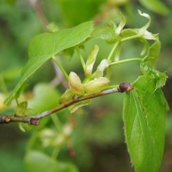 Tilia americana var. americana (American Basswood), leaf, spring
