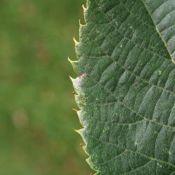 Tilia americana var. americana (American Basswood), leaf, upper margin