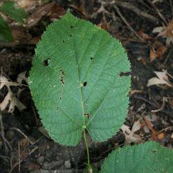 Tilia americana var. americana (American Basswood), leaf, upper surface