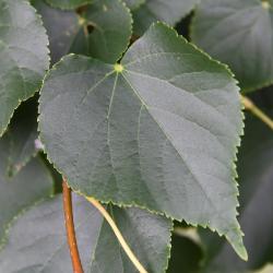 Tilia cordata 'Corzam' (CORINTHIAN® Little-leaved Linden), leaf, summer