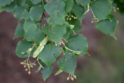 Tilia cordata 'Greenspire' (Greenspire lttle-leaved linden), leaf, summer