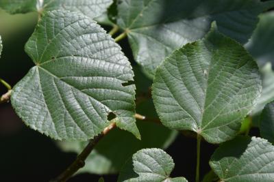 Tilia platyphyllos (Big-leaved Linden), leaf, upper surface