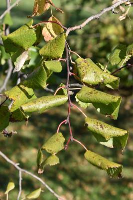 Tilia platyphyllos 'Pyramidalis' (Pyramidal Big-leaved Linden), leaf, fall