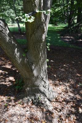 Tilia platyphyllos (Big-leaved Linden), bark, trunk