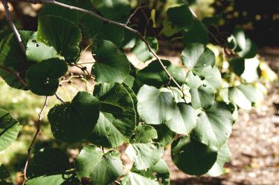 Tilia oliveri (Oliver's Linden), leaf, fall