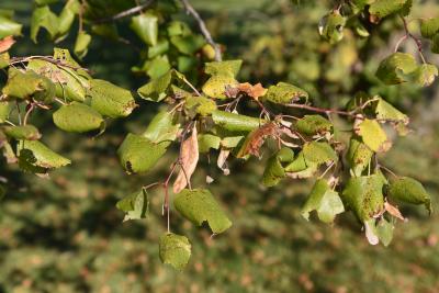 Tilia platyphyllos 'Pyramidalis' (Pyramidal Big-leaved Linden), leaf, fall