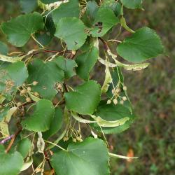 Tilia cordata 'Greenspire' (Greenspire lttle-leaved linden), leaf, summer
