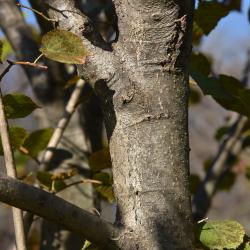 Tilia dasystyla subsp. caucasica (Caucasus Linden), bark, branch