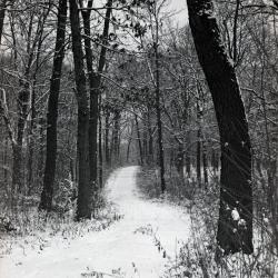 Forest Road (?) winding through wooded area in winter