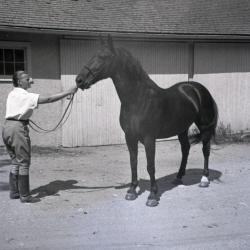Sterling Morton horse Diana being fed carrot by trainer