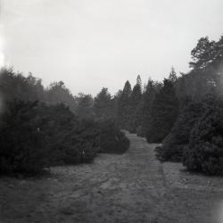 Grass path through evergreens at Arnold Arboretum