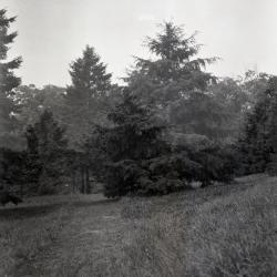 Short, medium and tall evergreens at Arnold Arboretum