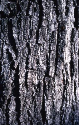 Acer saccharum (sugar maple), bark