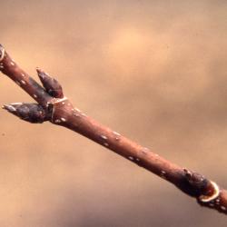 Acer saccharum (sugar maple), twig and buds, spring