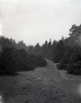 Grass path through evergreens at Arnold Arboretum