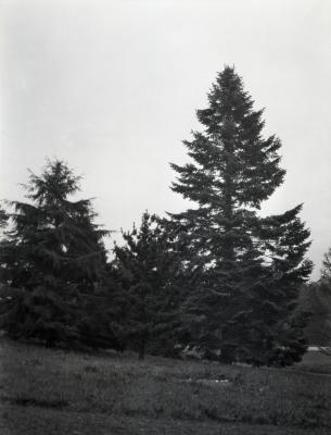 Three evergreen trees at Arnold Arboretum