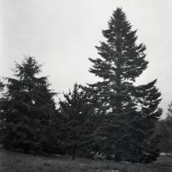 Three evergreen trees at Arnold Arboretum