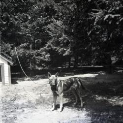 Side view of Morton dog Kay