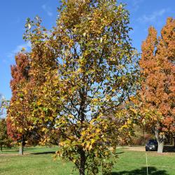 Quercus 'K.B. Crystal' (K. B. Crystal Oak), habit, fall