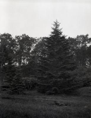 Tall evergreen on right at Arnold Arboretum