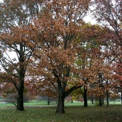 Quercus acutissima (Sawtooth Oak), habit, fall
