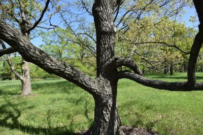 Quercus acutissima (Sawtooth Oak), bark, trunk