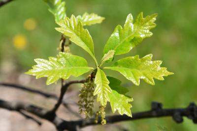 Quercus 'K. B. Crystal' (K. B. Crystal Oak), leaf, new