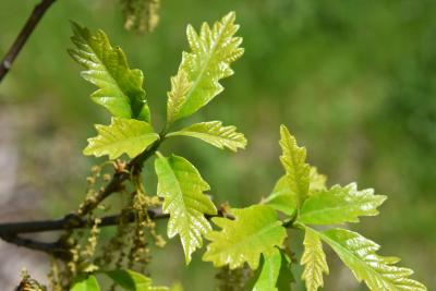 Quercus 'K. B. Crystal' (K. B. Crystal Oak), leaf, spring