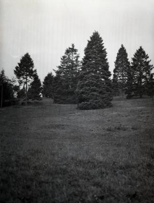 Evergreens on a hill at Arnold Arboretum