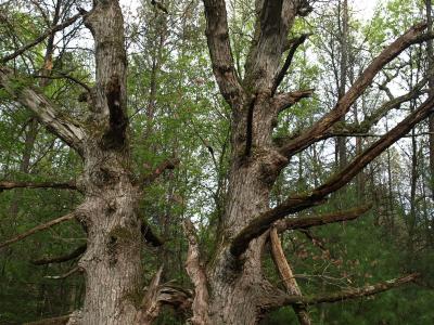 Quercus alba (White Oak), bark, mature