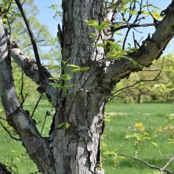 Quercus 'K. B. Crystal' (K. B. Crystal Oak), bark, trunk