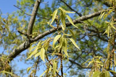 Quercus acutissima (Sawtooth Oak), leaf, new