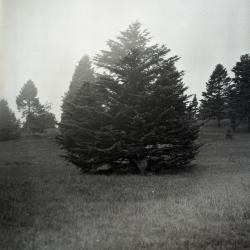 Specimen evergreen in foreground at Arnold Arboretum