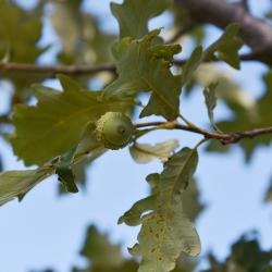 Quercus 'K.B. Crystal' (K. B. Crystal Oak), fruit, immature