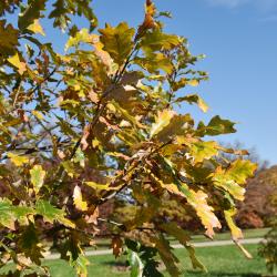 Quercus 'K.B. Crystal' (K. B. Crystal Oak), leaf, fall