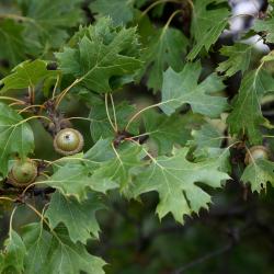 Quercus acerifolia (Maple-leaved Oak), habit, summer