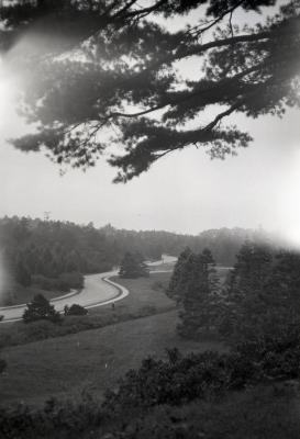 Winding road through evergreens at Arnold Arboretum