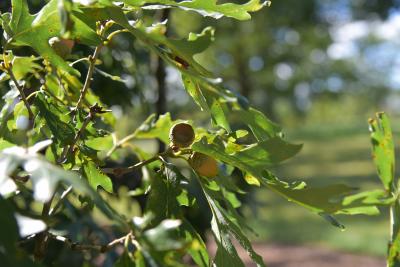 Quercus alba (White Oak), acorn cap