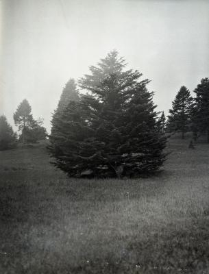 Specimen evergreen in foreground at Arnold Arboretum