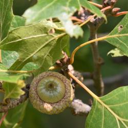 Quercus acerifolia (Maple-leaved Oak), fruit, immature