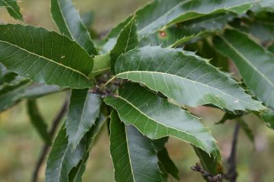 Quercus acutissima (Sawtooth Oak), leaf, upper surface