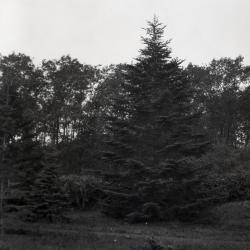 Tall evergreen on right at Arnold Arboretum