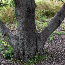 Quercus acerifolia (Maple-leaved Oak), bark, trunk