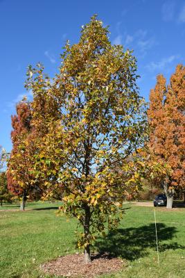 Quercus 'K.B. Crystal' (K. B. Crystal Oak), habit, fall