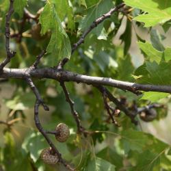 Quercus acerifolia (Maple-leaved Oak), bark, branch
