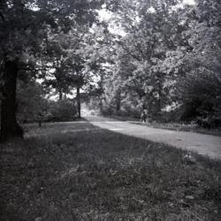View of Arboretum road from grassy area to the left