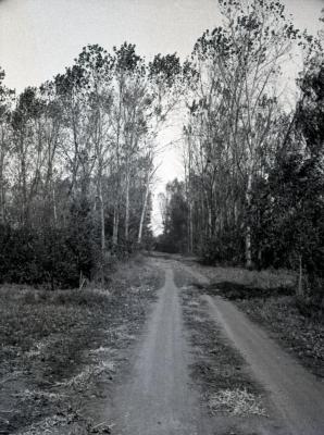 Arboretum road heading straight toward poplar tree test area, south of Spruce Hill